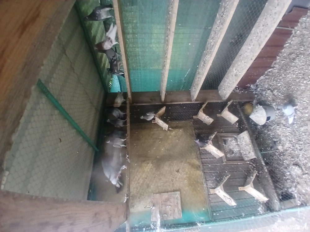 tipleri englez de vânzare tipleri englez de vânzare