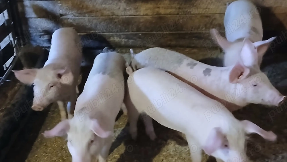 Șoldani de vânzare 30 35 kg Șoldani de vânzare 30 35 kg