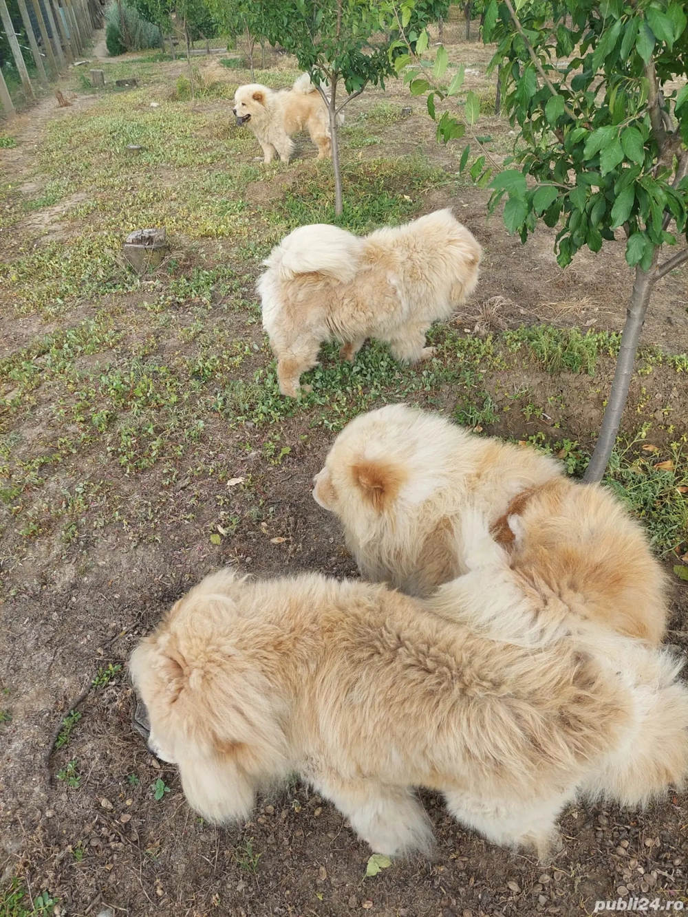 Vand chow chow 3 femele si 1 mascul Vand chow chow 3 femele si 1 mascul