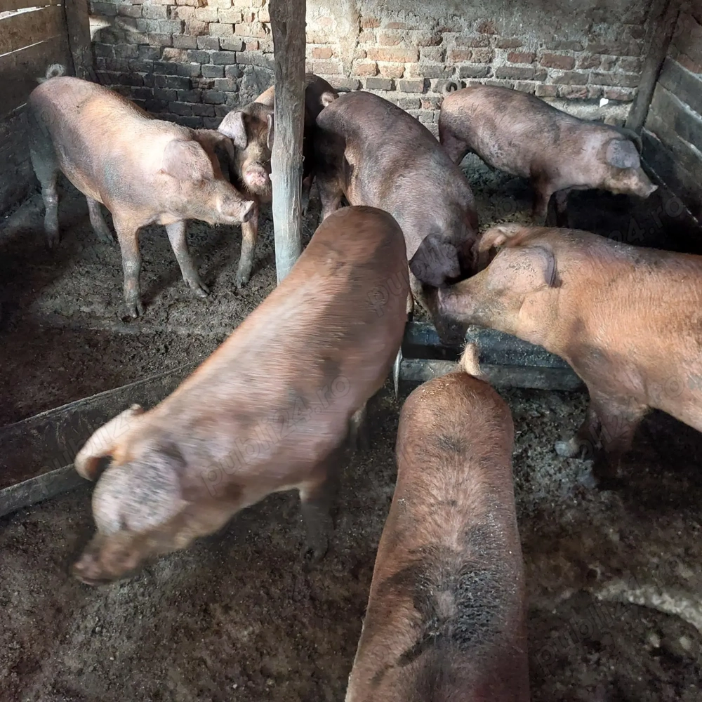 Vând 9 porci duroc Vând 9 porci duroc