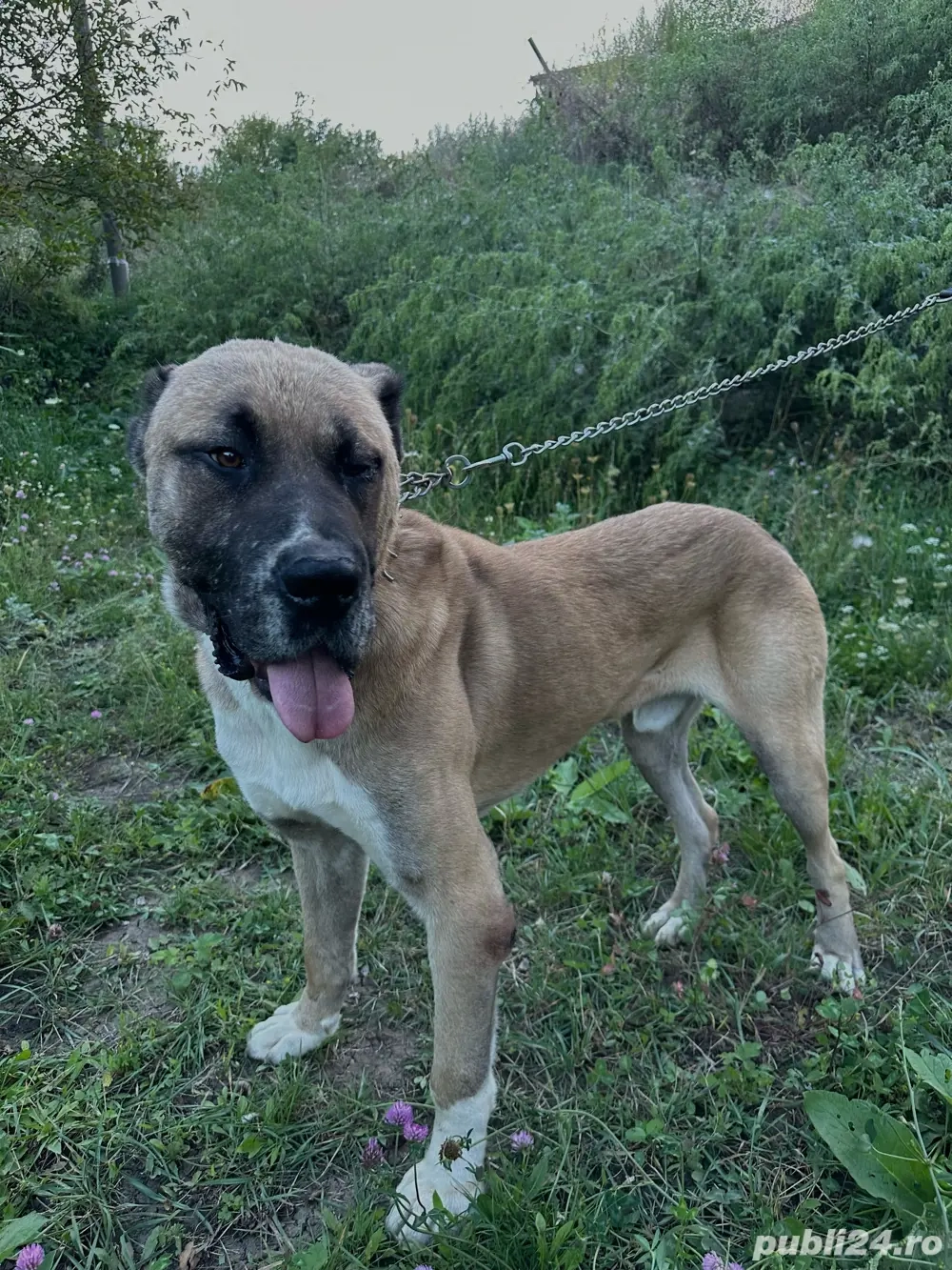 Câine mascul   combinație Asia Centrală x Kangal, puternic și protector