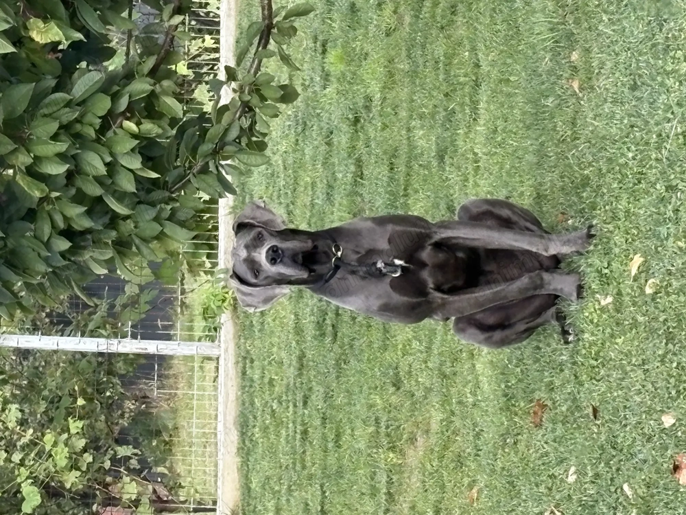 Dog German de vânzare Dog German de vânzare