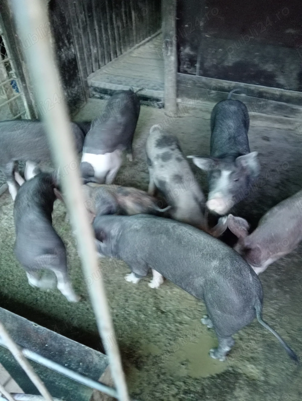 Vând purcei rasa de carne Vând purcei rasa de carne