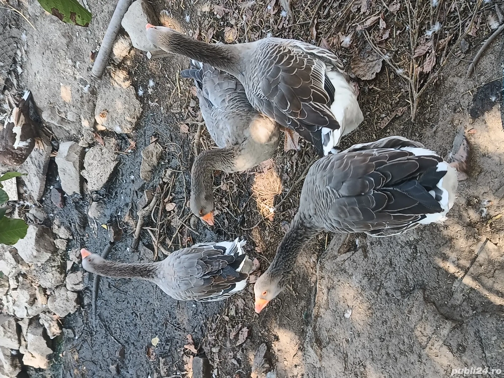 Vând gâște  gâscan 