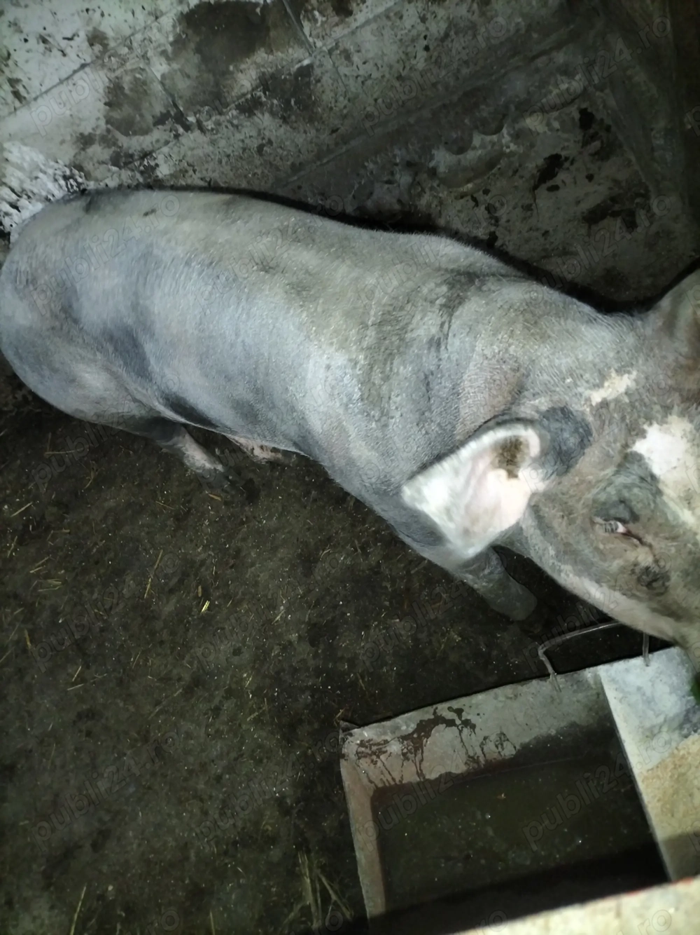 Vier pietrean pentru monta 