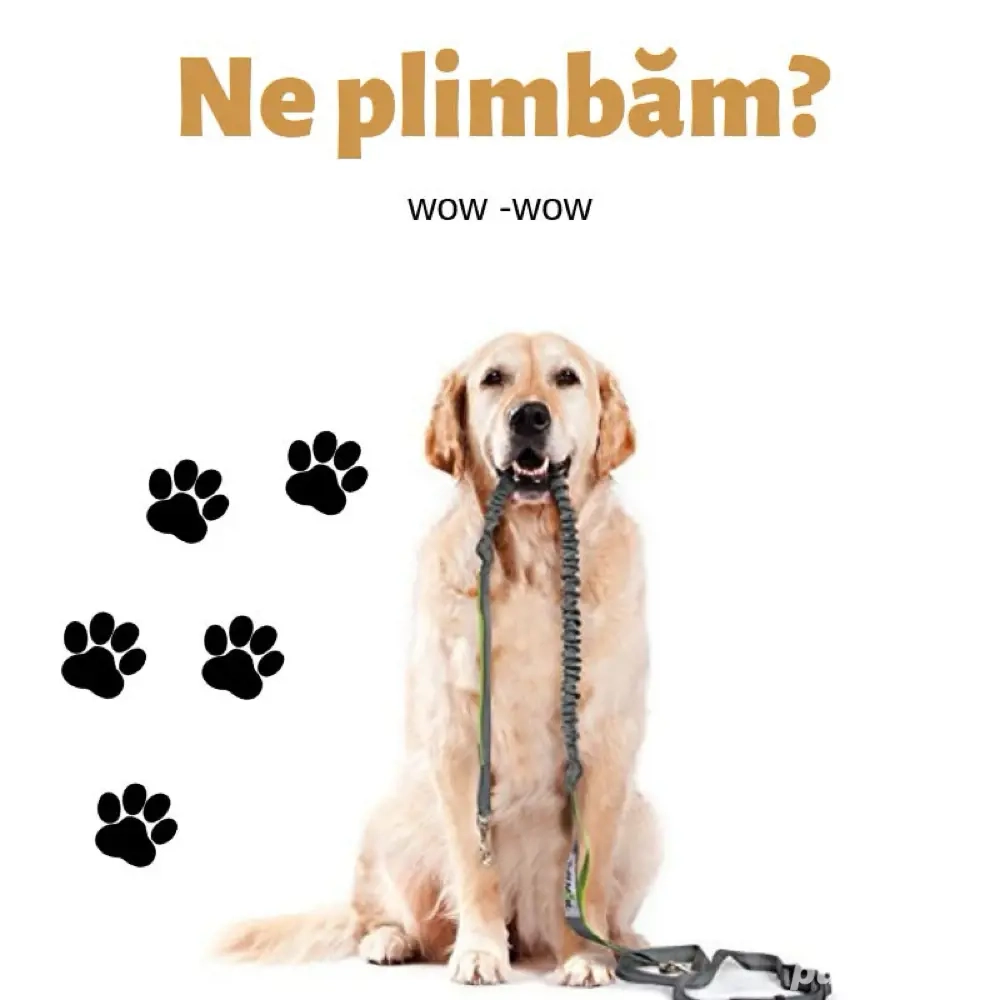 Plimb câini în Bucuresti! Plimb câini în Bucuresti!