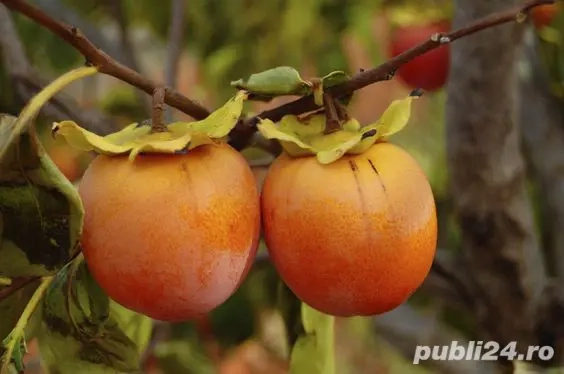 Munca agricultura in spania