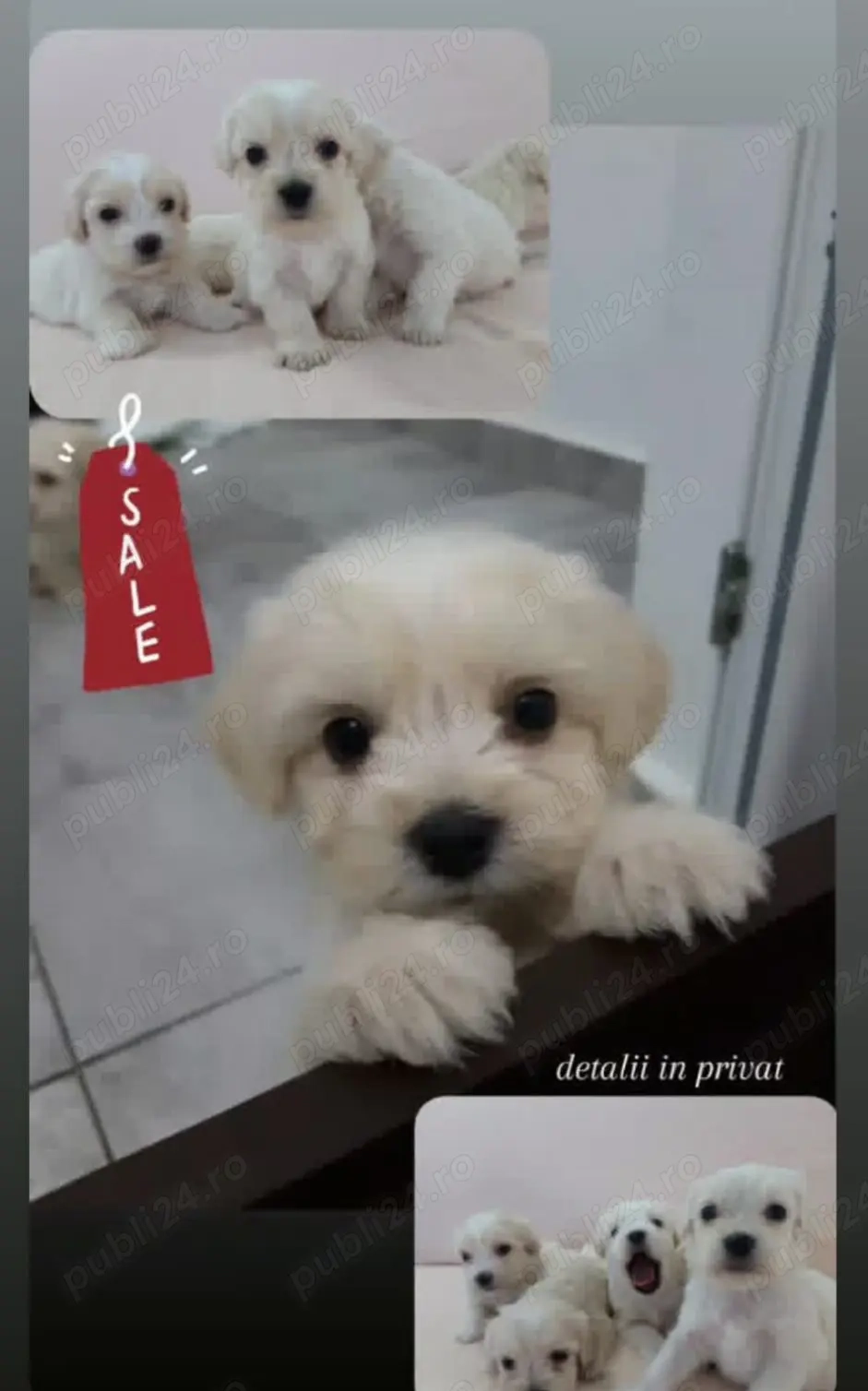 Pui bichon maltez 6 săptămâni ,iubitori și jucăuși 