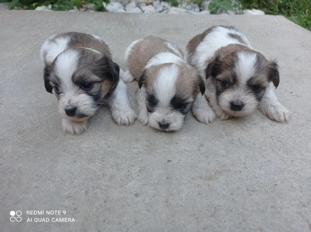 Vand Puiu de Bichon Havanez 