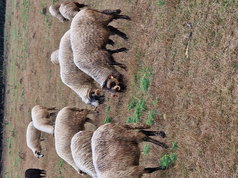 Vand 2 berbeci bucalai