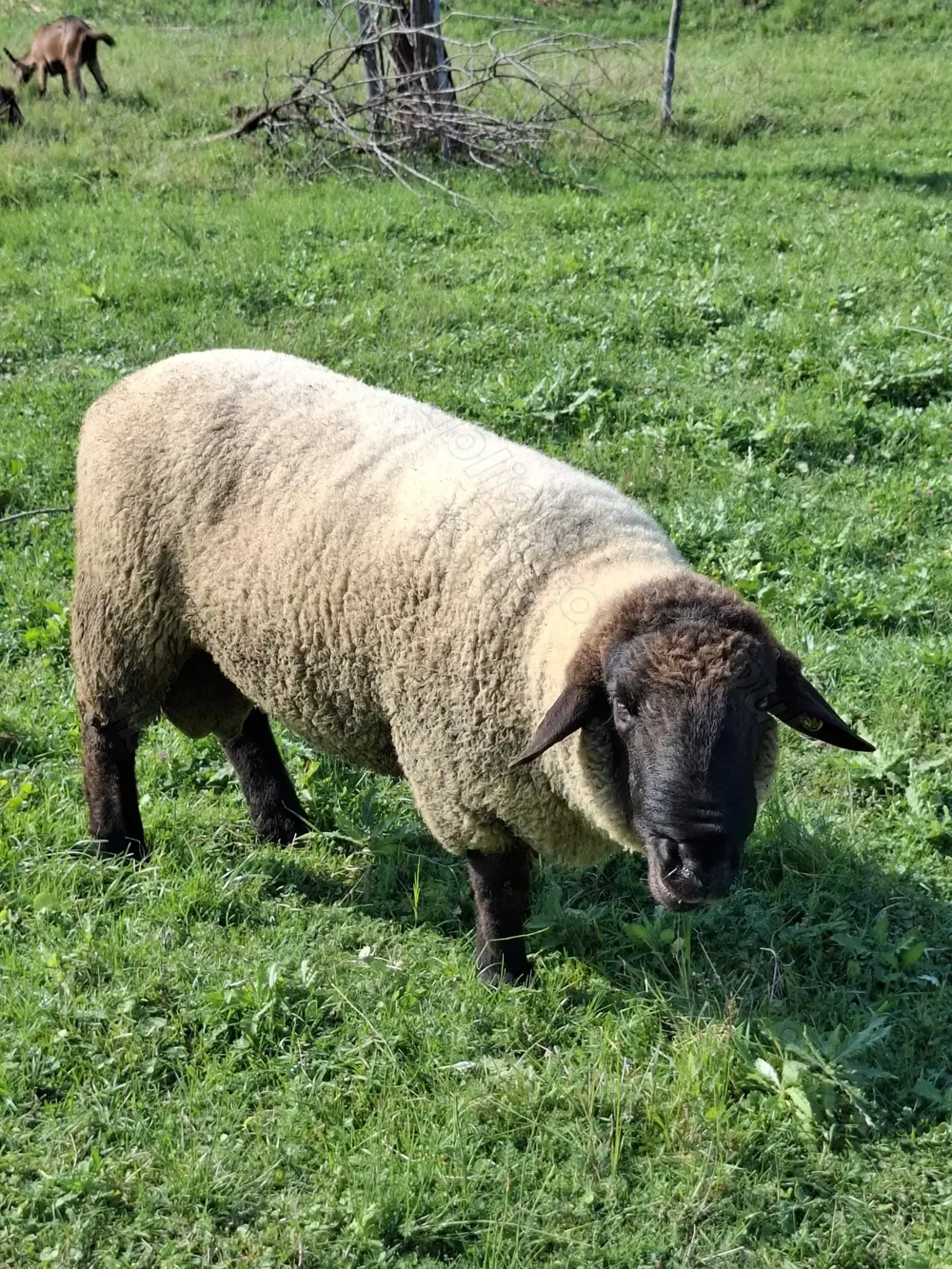 Cauta alt stăpân  Cauta alt stăpân