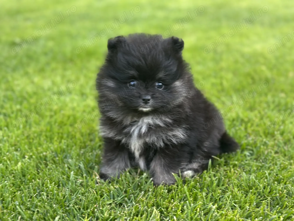 Vând Pomeranian Toy