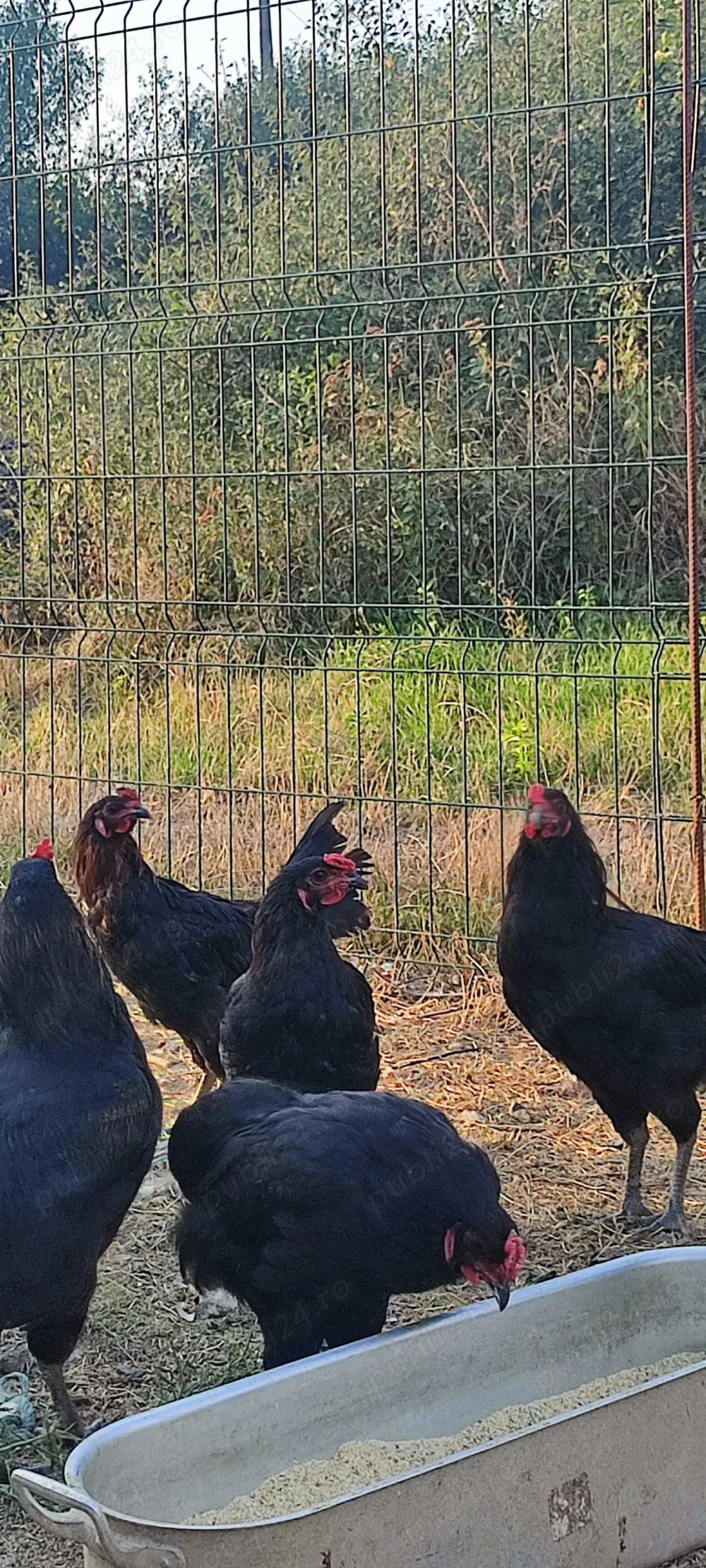 Vând cocosi de rasa 