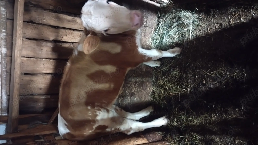 Vițică de vanzare bălțată românească  Vițică de vanzare bălțată românească