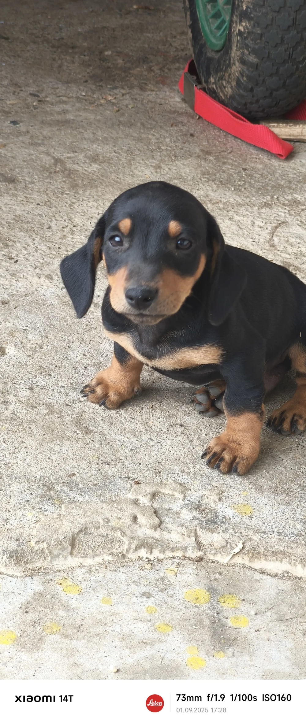 căței tekel  căței tekel