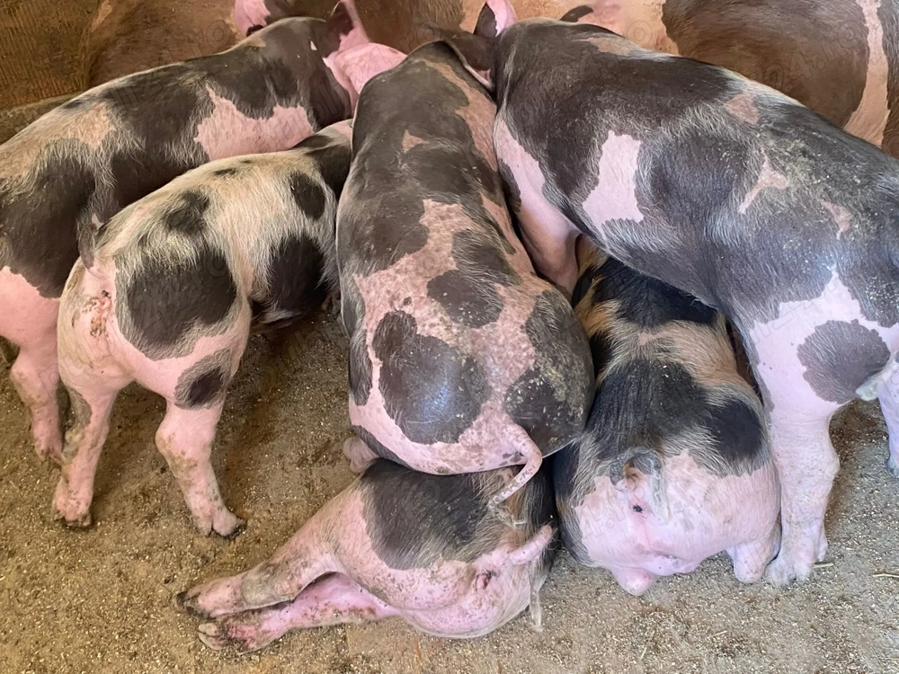 vând purcei de rasa puetrain