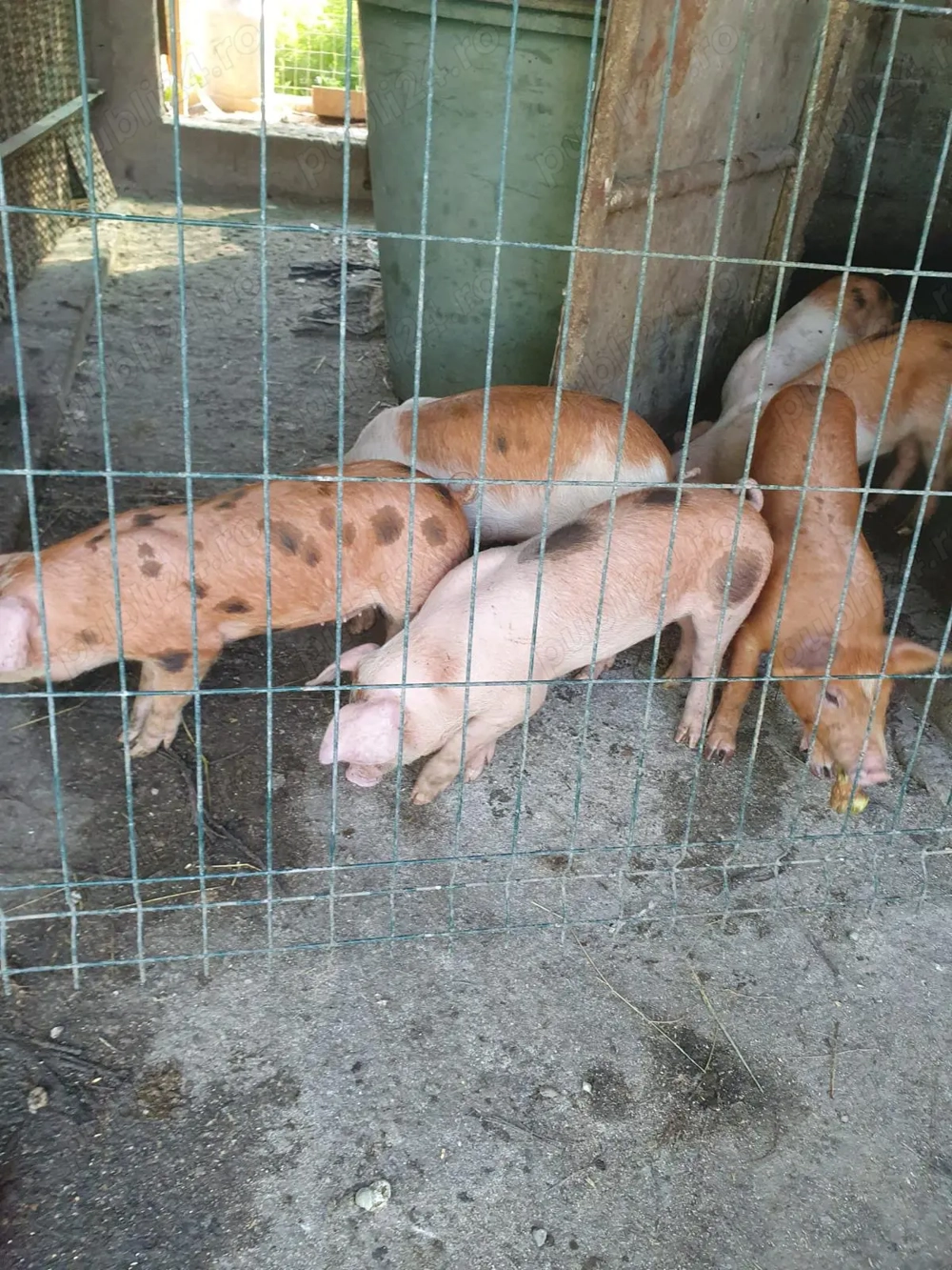Vand porci si purcei de rasa Vand porci si purcei de rasa