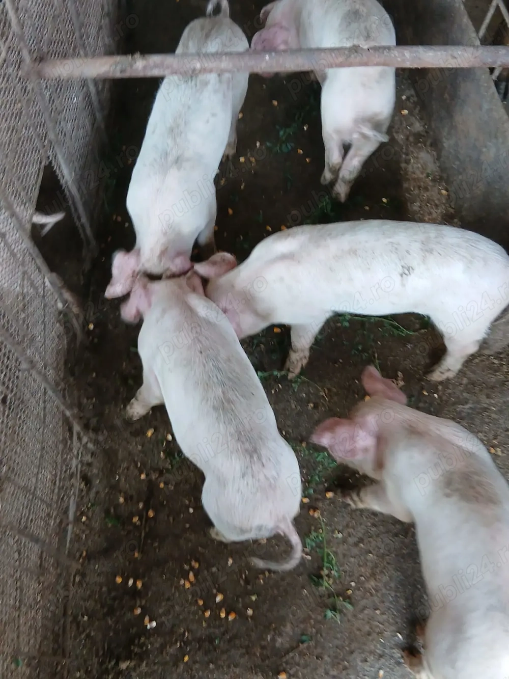 Purcei de vanzare de 8 saptamani  Purcei de vanzare de 8 saptamani