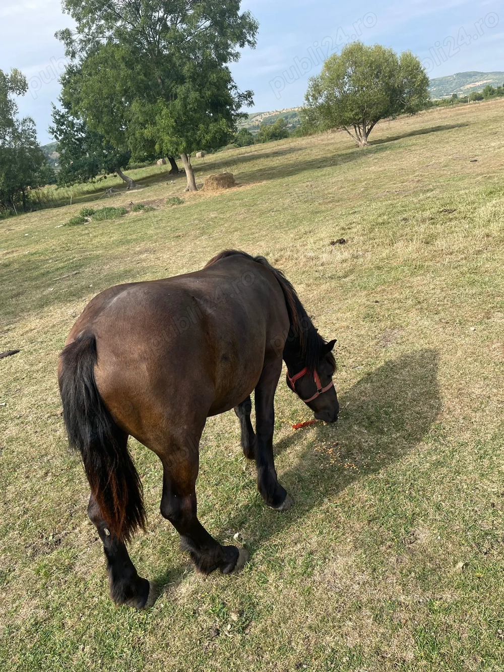 Vând o mânză și un mânz 