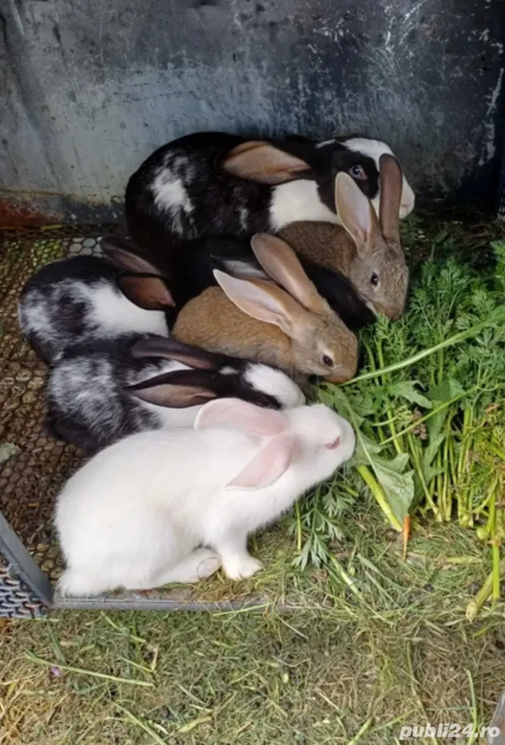 Vand iepuri de rasa  Vand iepuri de rasa