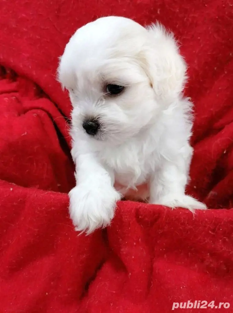  Bichon maltez albi foarte jucăuș
