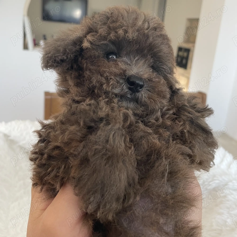 Pudel Caniche Barboncino Poodle Maro Ciocolată Merle Talie mică  Pudel Caniche Barboncino Poodle Maro Ciocolată Merle Talie mică