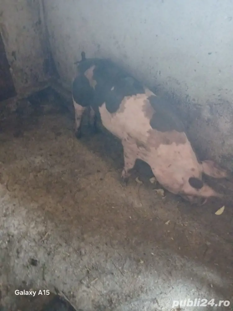 cand porc  pietrean  cand porc  pietrean