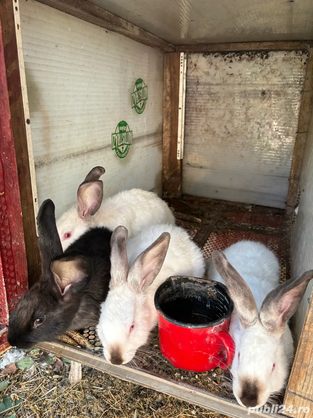 iepuri californian  iepuri californian