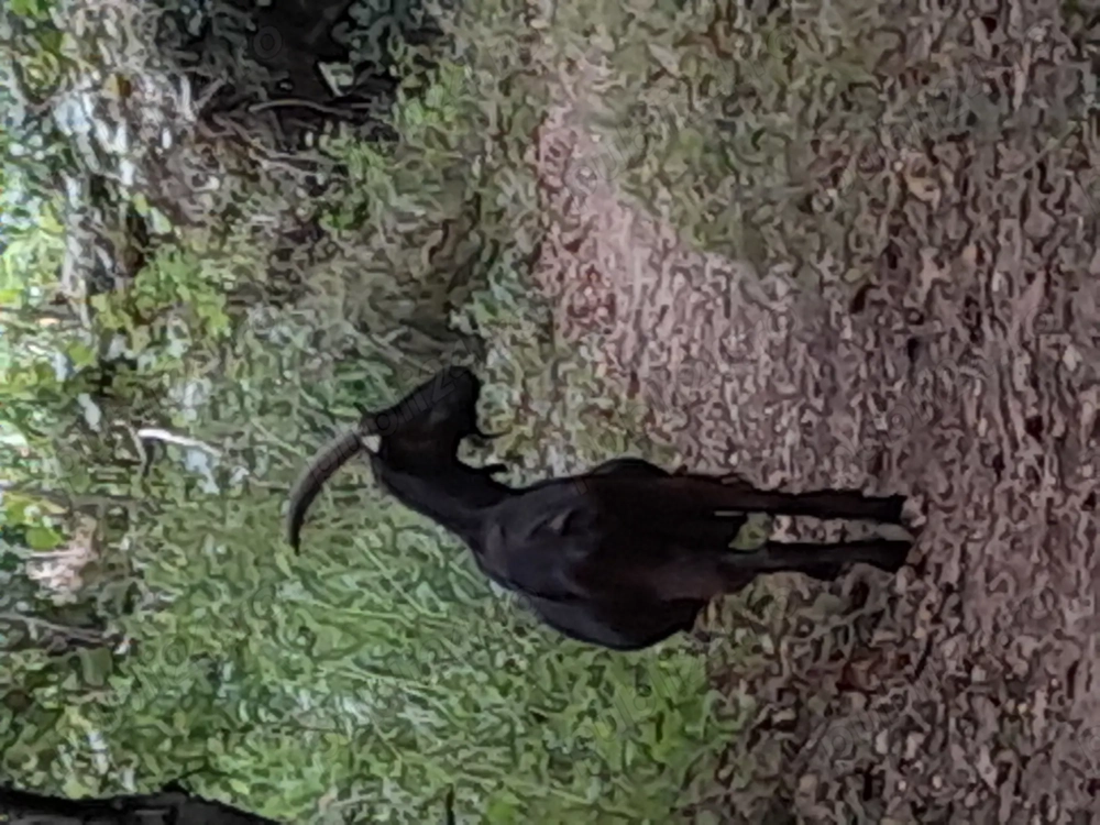 Capre alpin franez da vinzare Capre alpin franez da vinzare