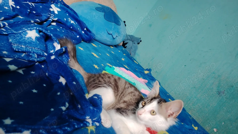 Donez pisică  de casă 