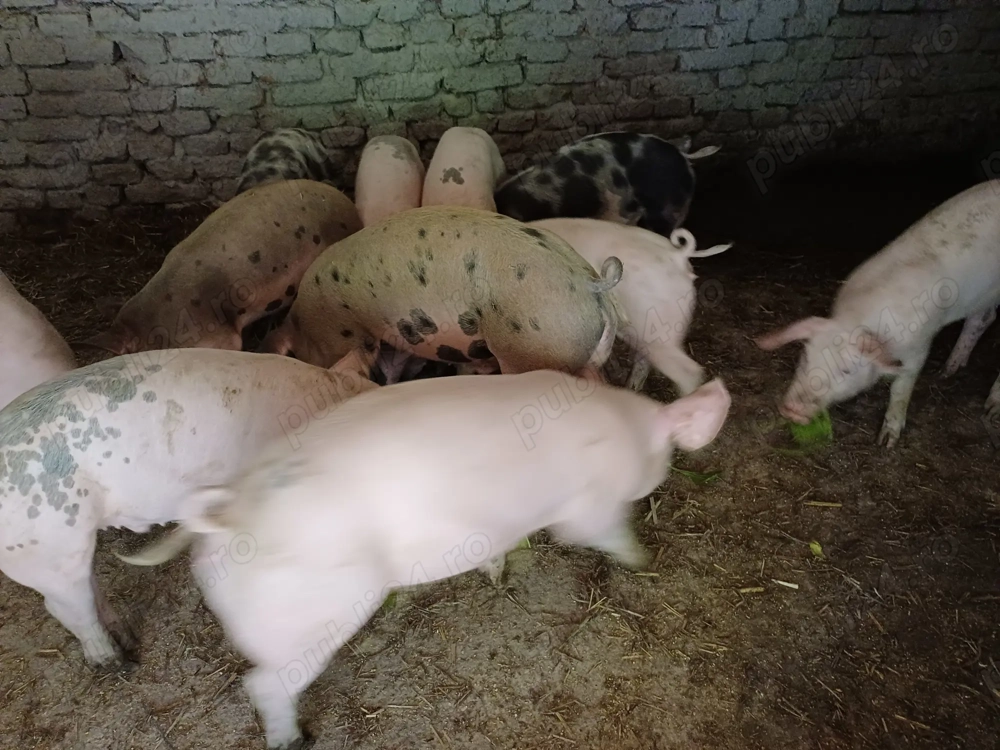 Vând șoldani de 4luni  35-40kg rasă de carne