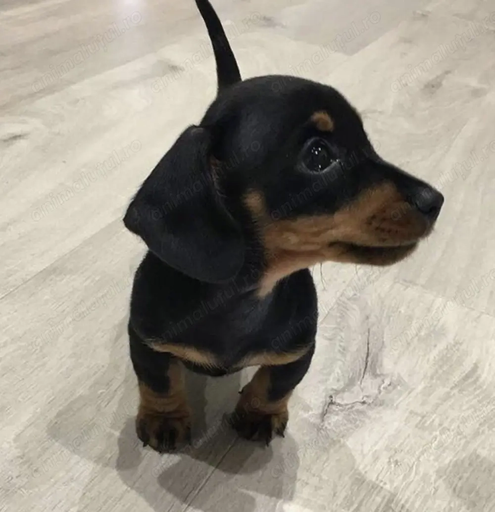 Teckel dachshund 