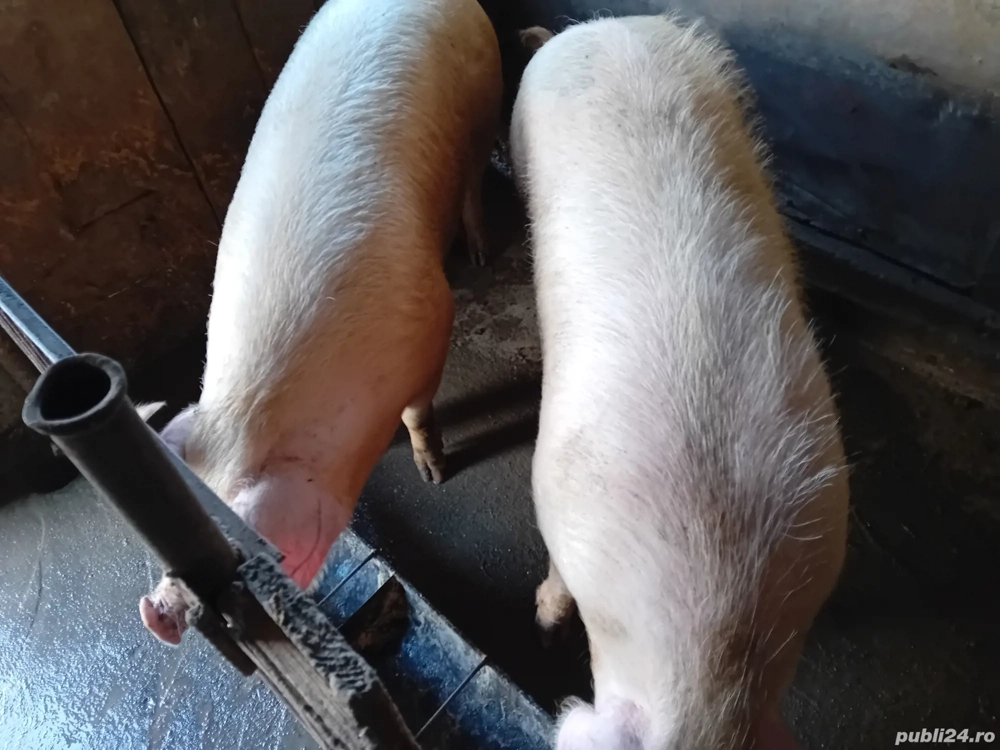 vand sau schimb cu vaci sau vitei