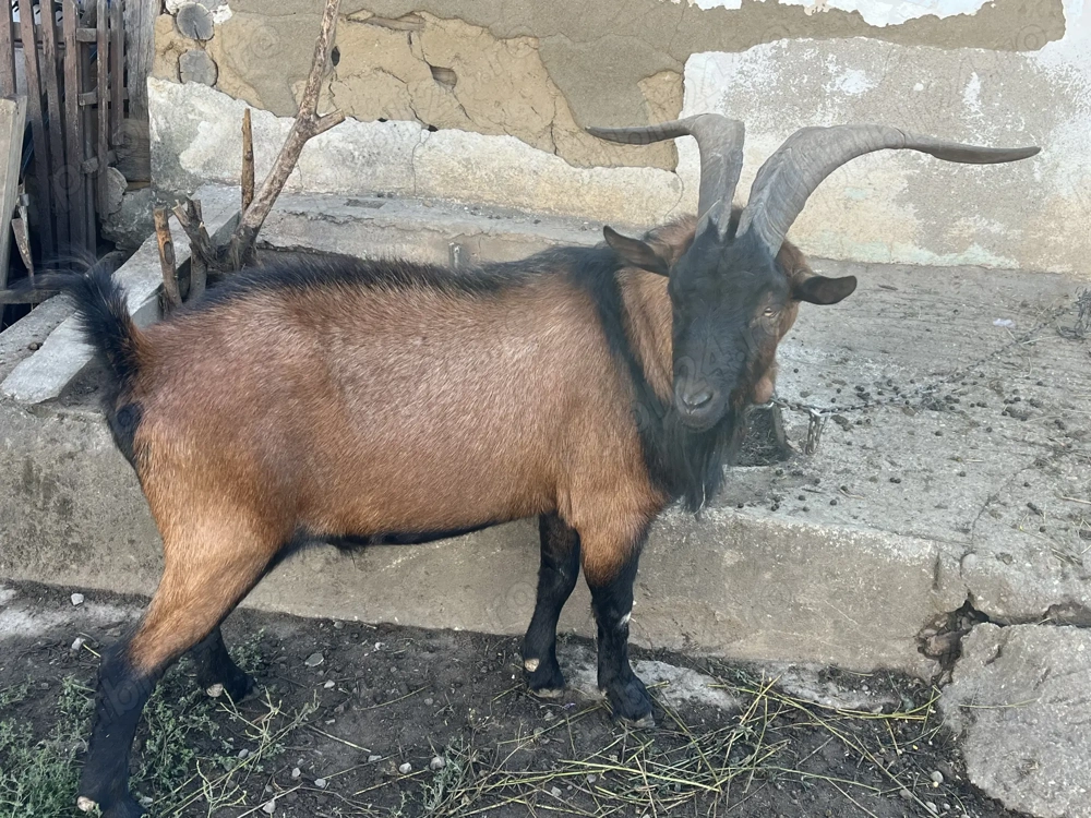 Țap Alpin Francez disponibil Țap Alpin Francez disponibil