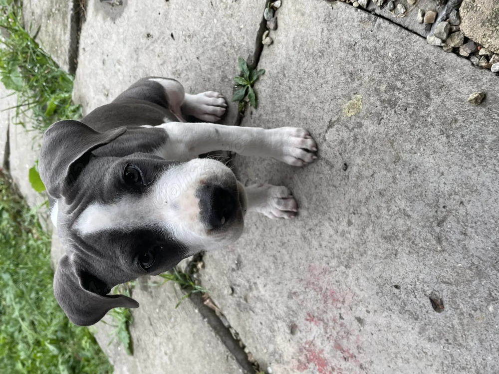 Fetiță Amstaff 6 saptamani isi cauta stapan 1.250  lei neg Fetiță Amstaff 6 saptamani isi cauta stapan 1.250  lei neg