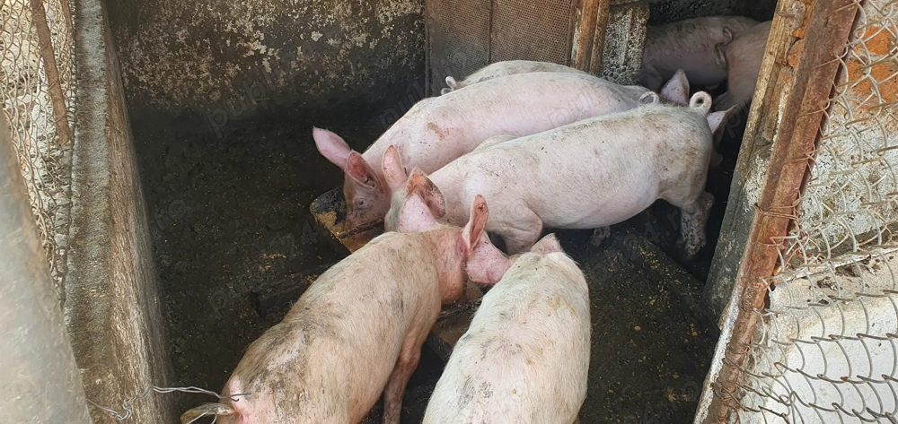 Purcei MARELE ALB 30-35 kg Purcei MARELE ALB 30-35 kg