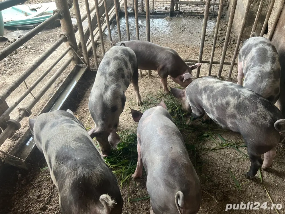 Purcei Belgieni  Purcei Belgieni