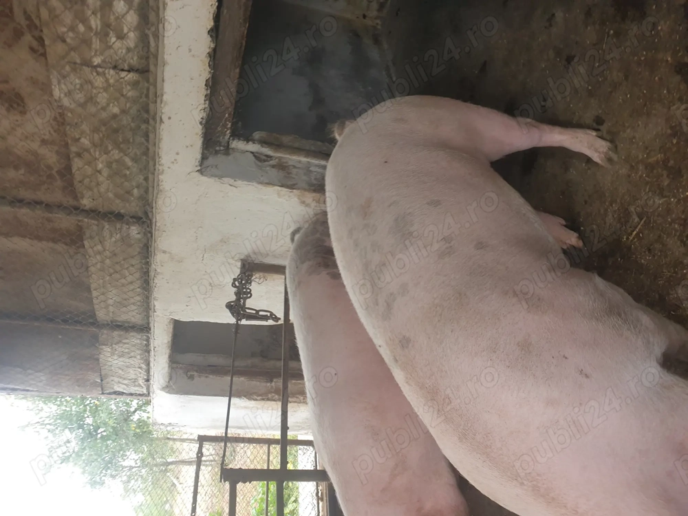 Vand porci petroman Vand porci petroman