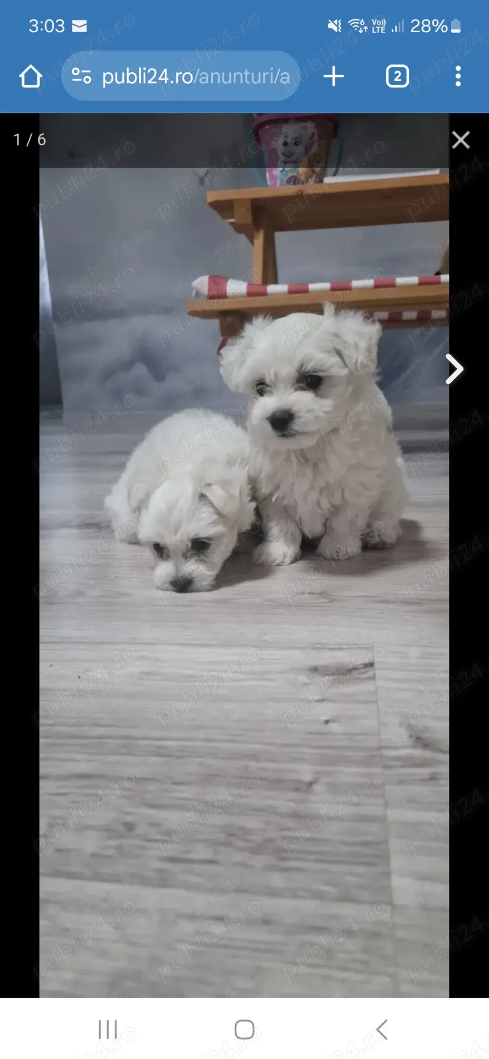 Bichon maltez 6 saptamani  Bichon maltez 6 saptamani