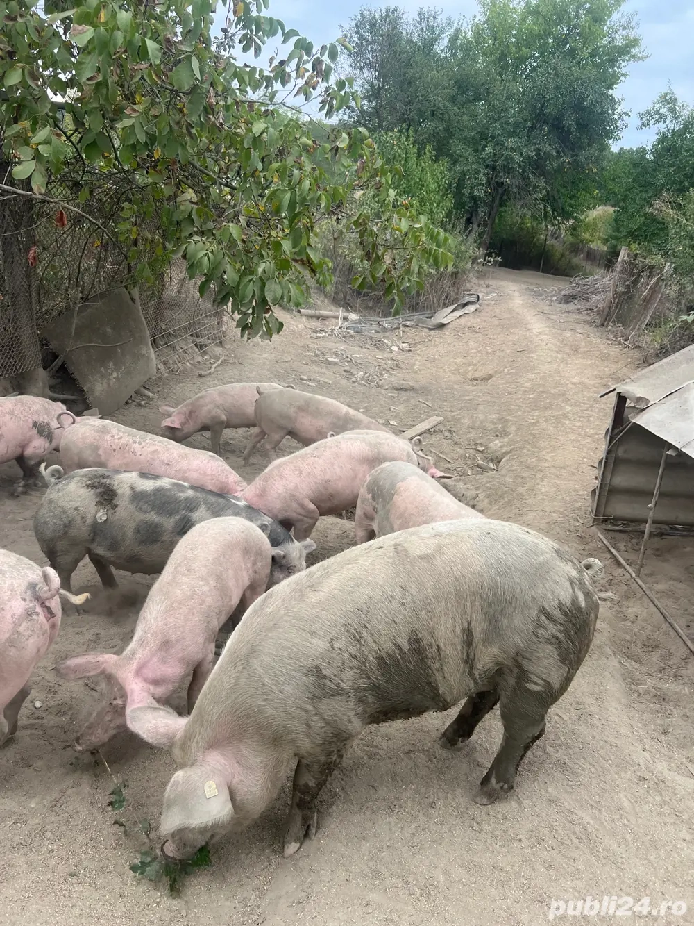 Porci de vânzare  Porci de vânzare