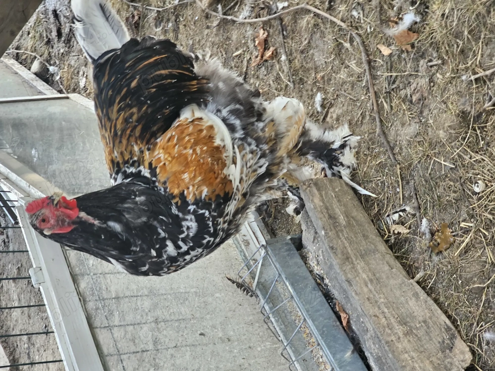 Tineret brahma portelan