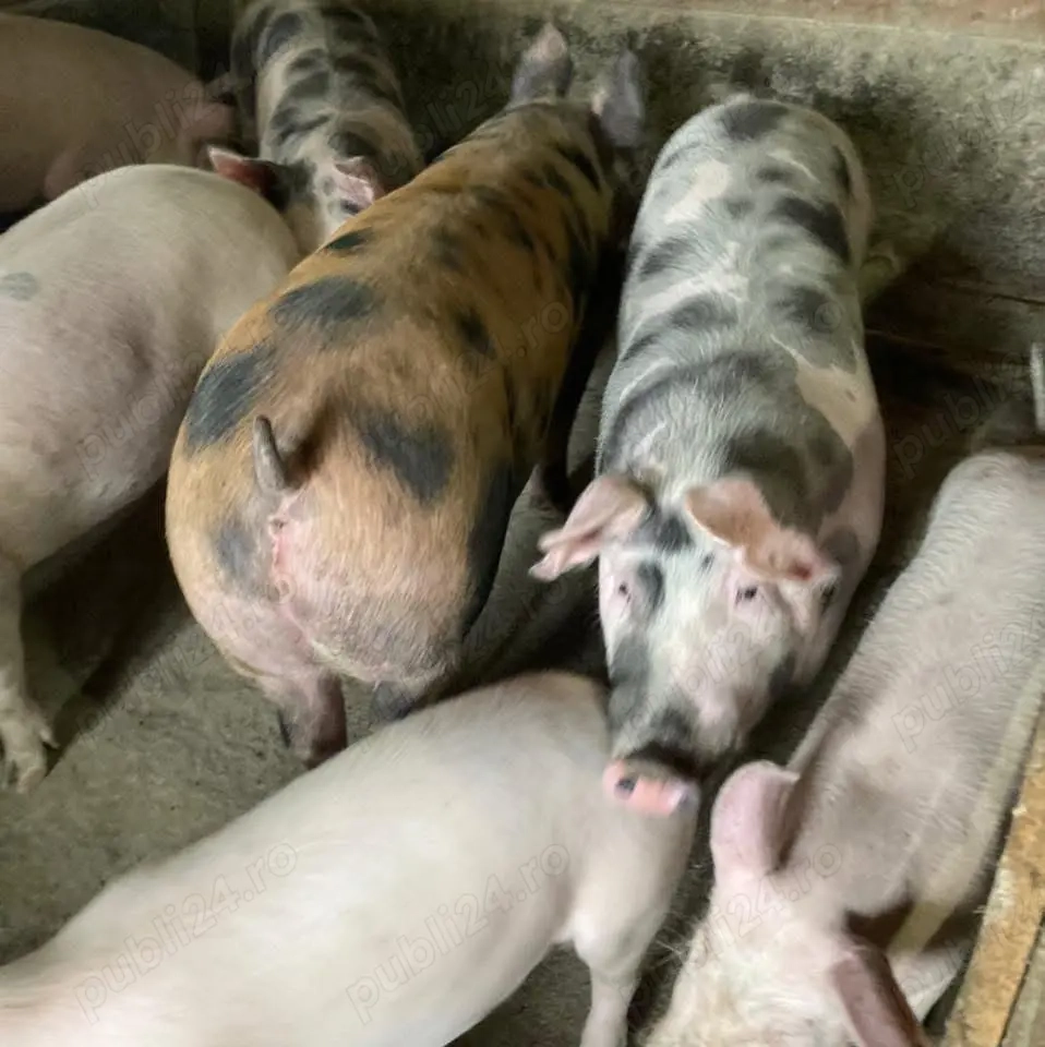 Vand porci, intre 40kg si 130kg 