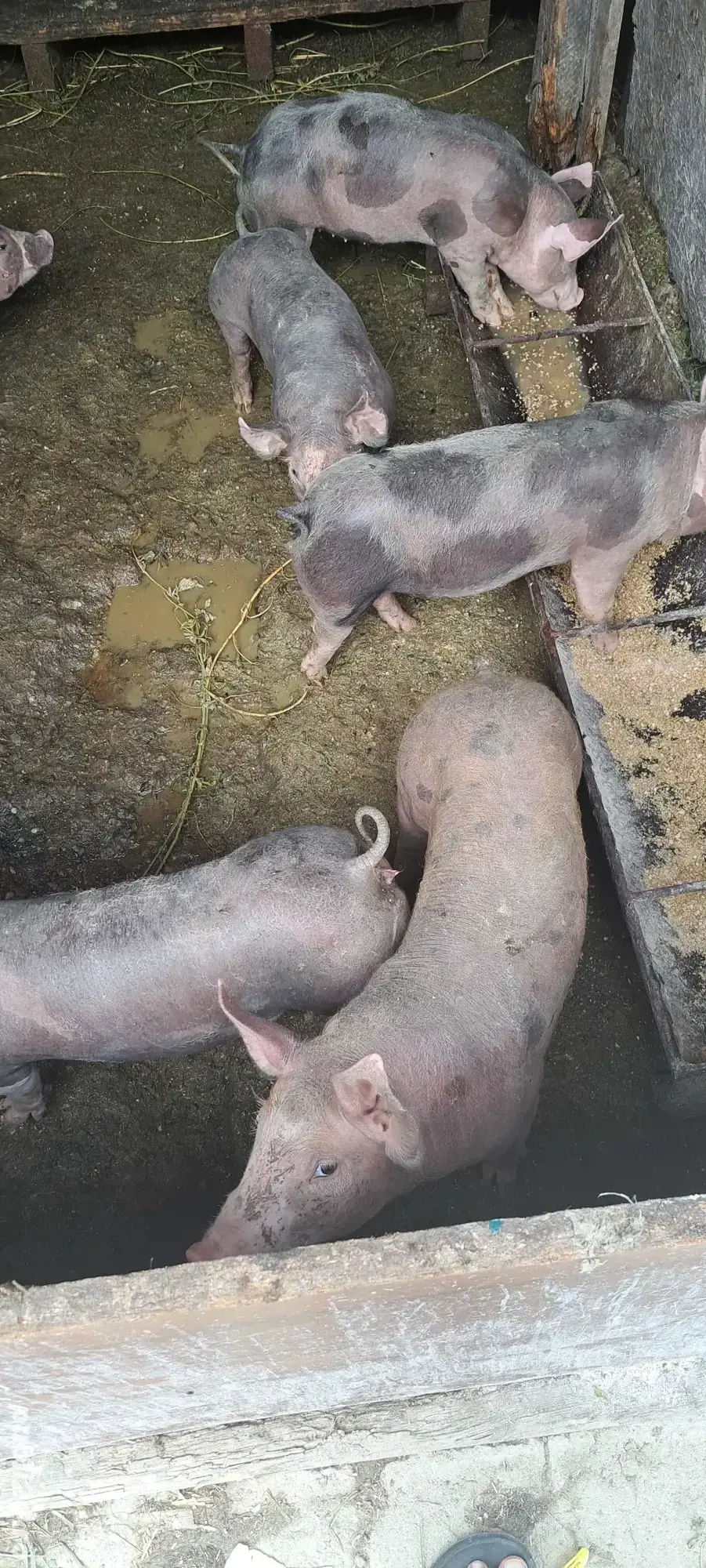 vănd purcei  vănd purcei