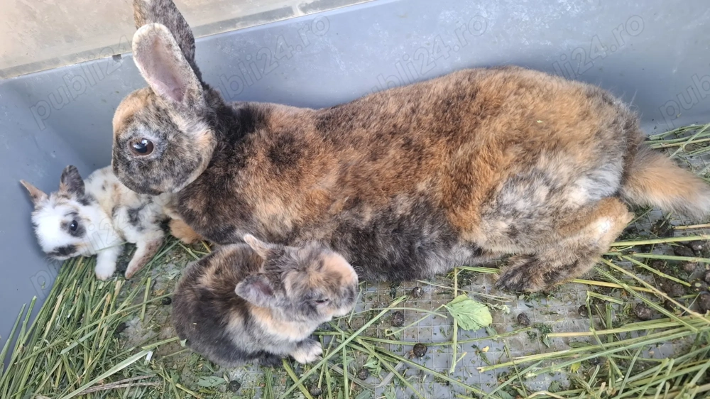 Iepuri rex pitic  dalmațian 