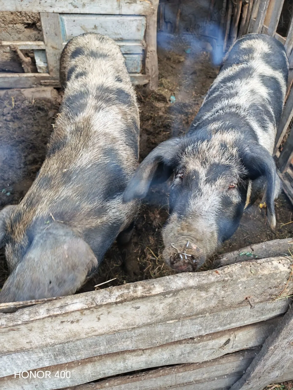 Vând porci în Vaslui Vând porci în Vaslui