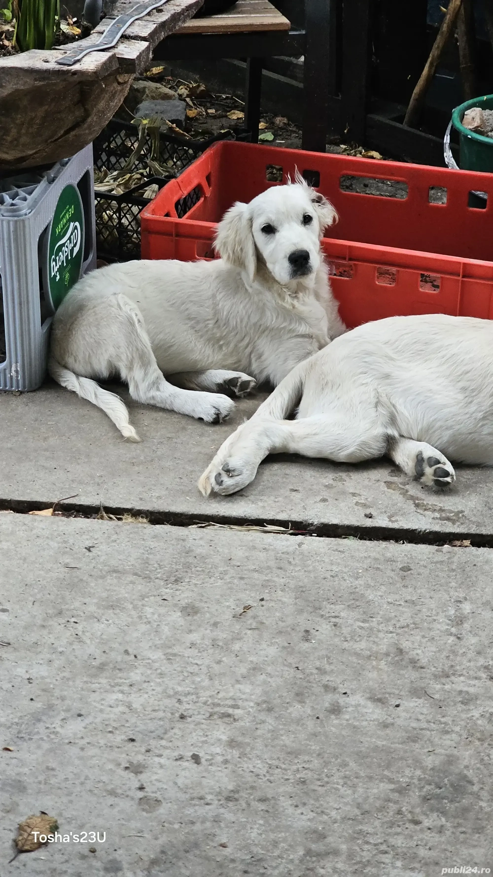 Golden retriever fetita