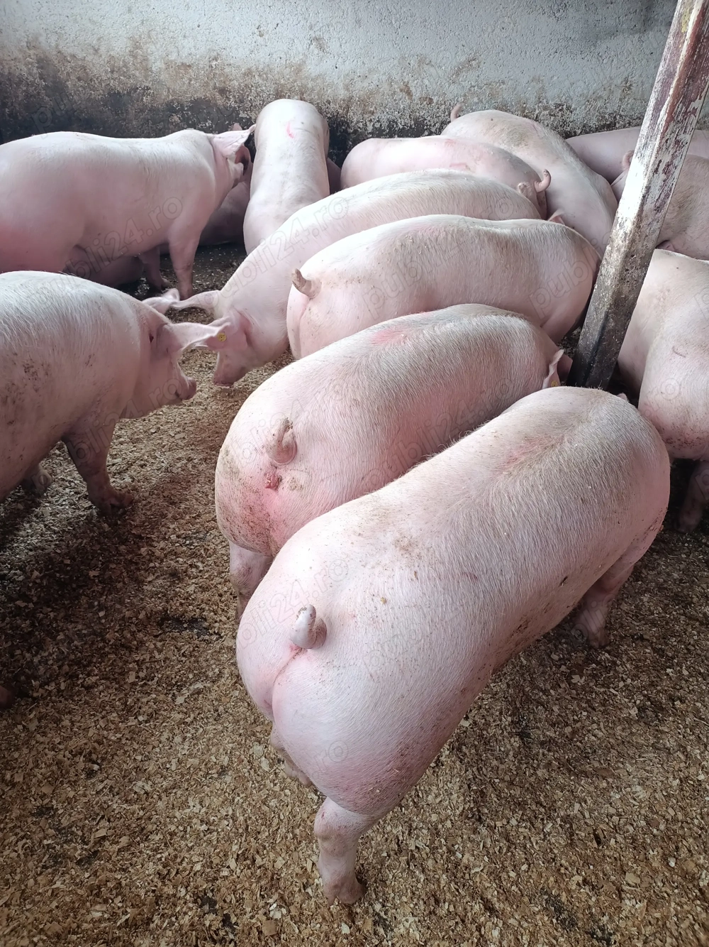 Vând porci de carne  Vând porci de carne