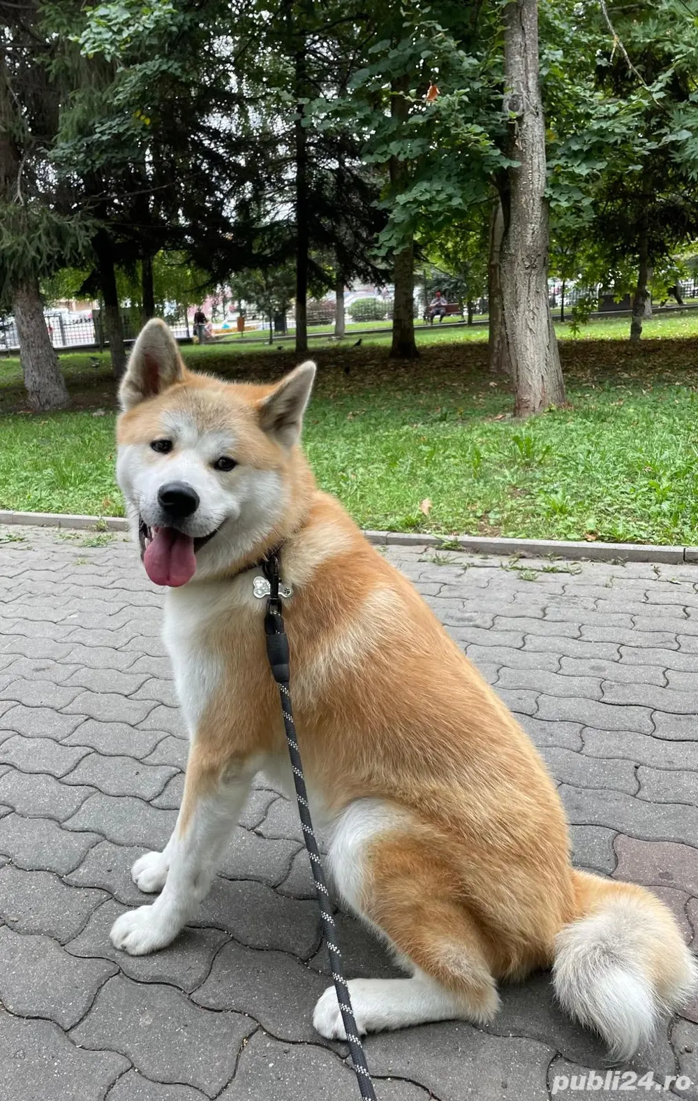 Mascul Akita Inu caută parteneră Mascul Akita Inu caută parteneră