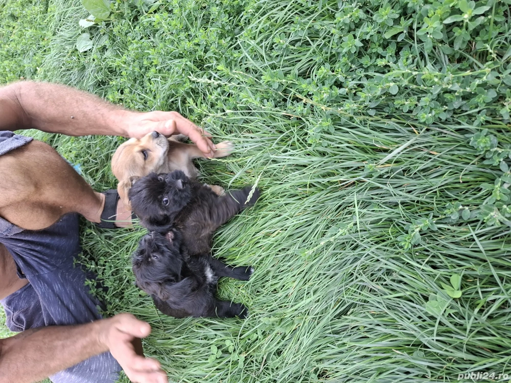 dones cateii dones cateii