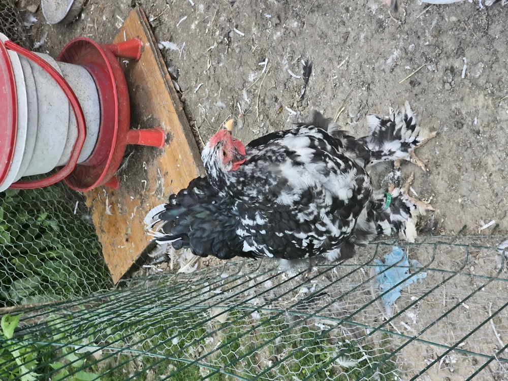 Tineret brahma negru bobat